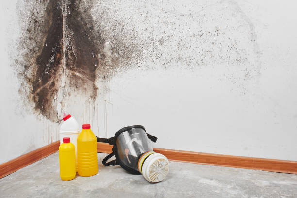 Best Professional Mold Removal  in Orlinda, TN