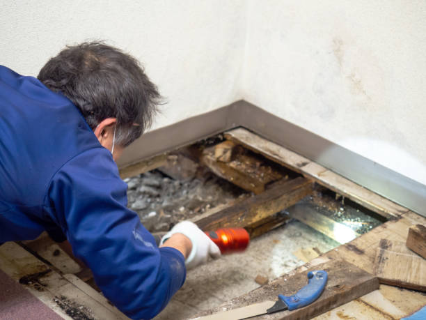 Best Toxic Mold Removal  in Orlinda, TN