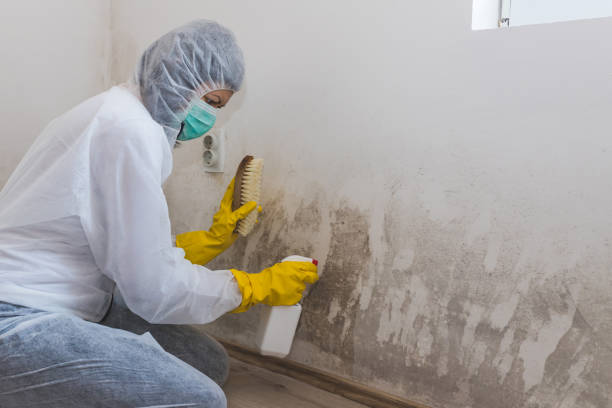 Best Local Mold Removal Service  in Orlinda, TN