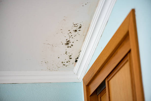 Best Black Mold Removal  in Orlinda, TN