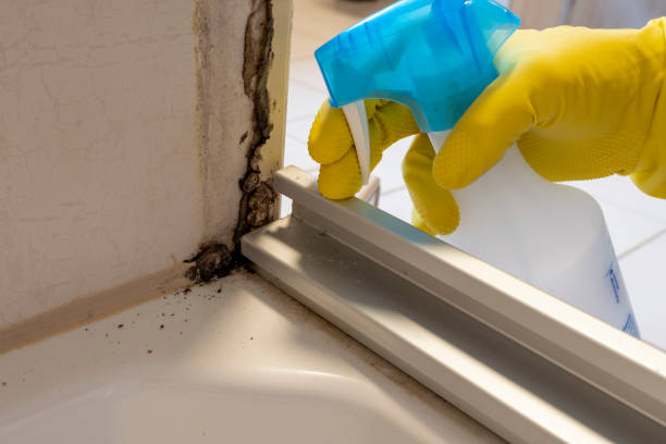 Best Local Mold Removal Service  in Orlinda, TN