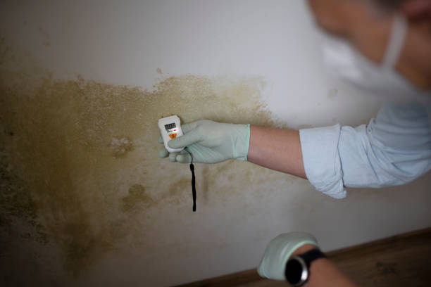 Best Residential Mold Removal  in Orlinda, TN