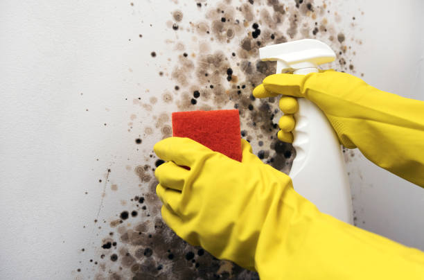 Best Mold Remediation  in Orlinda, TN