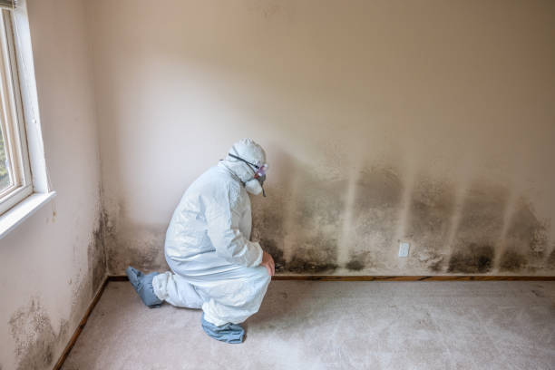 Best Fast Mold Removal  in Orlinda, TN