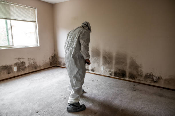 Best Toxic Mold Removal  in Orlinda, TN